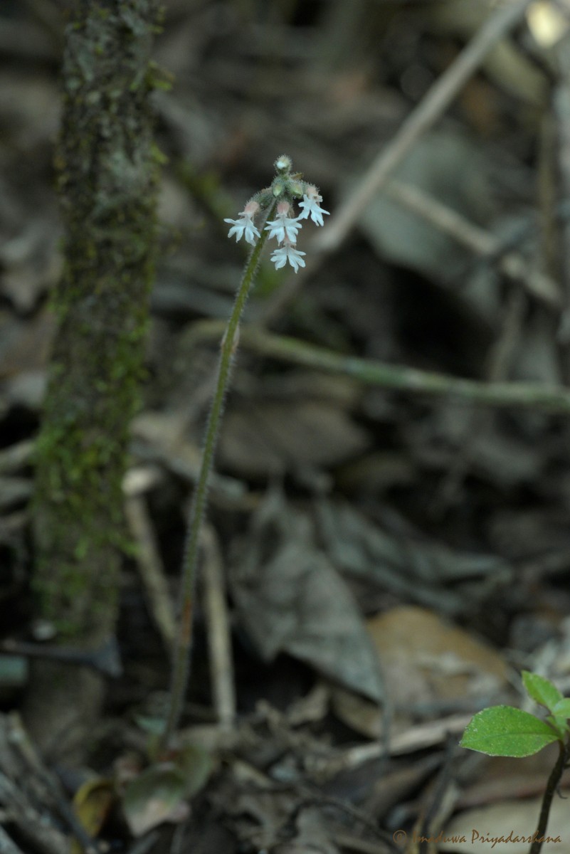 Cheirostylis flabellata (A.Rich.) Wight